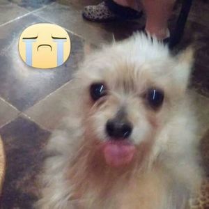 Meet your Posher, Sierra